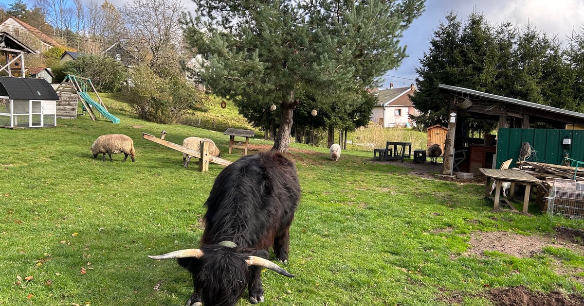 Camping à la Ferme du Heydé